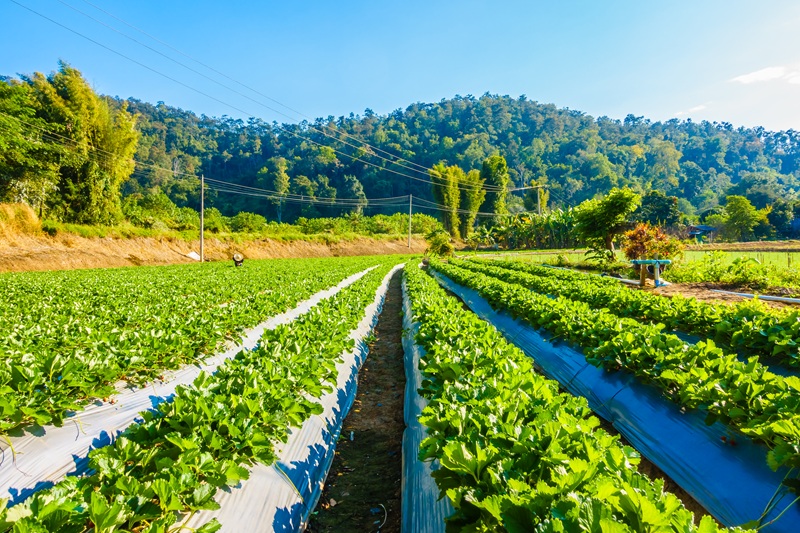 Investment Property With Agricultural Land for Sale in Khopoli