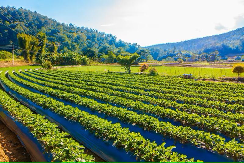 agriculture land for sale