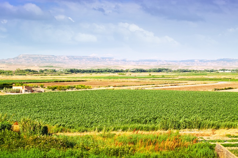 Organic Farm Plots for Sale Near Pali Khopoli