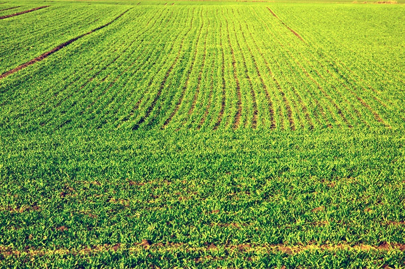 Farm Land for Sale in Khopoli 