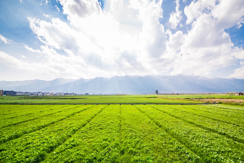 Agriculture land for sale