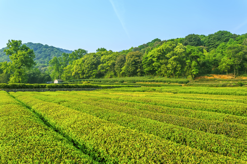 Agriculture Land for sale in Khopoli