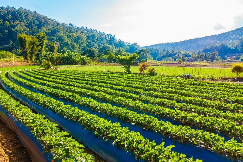 farm land for sale in Khopoli